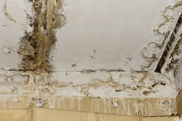 Why You Should Choose Our Mold Remediation Services in Placeholder9